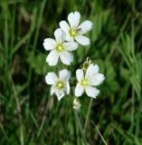 Cerastium maximum