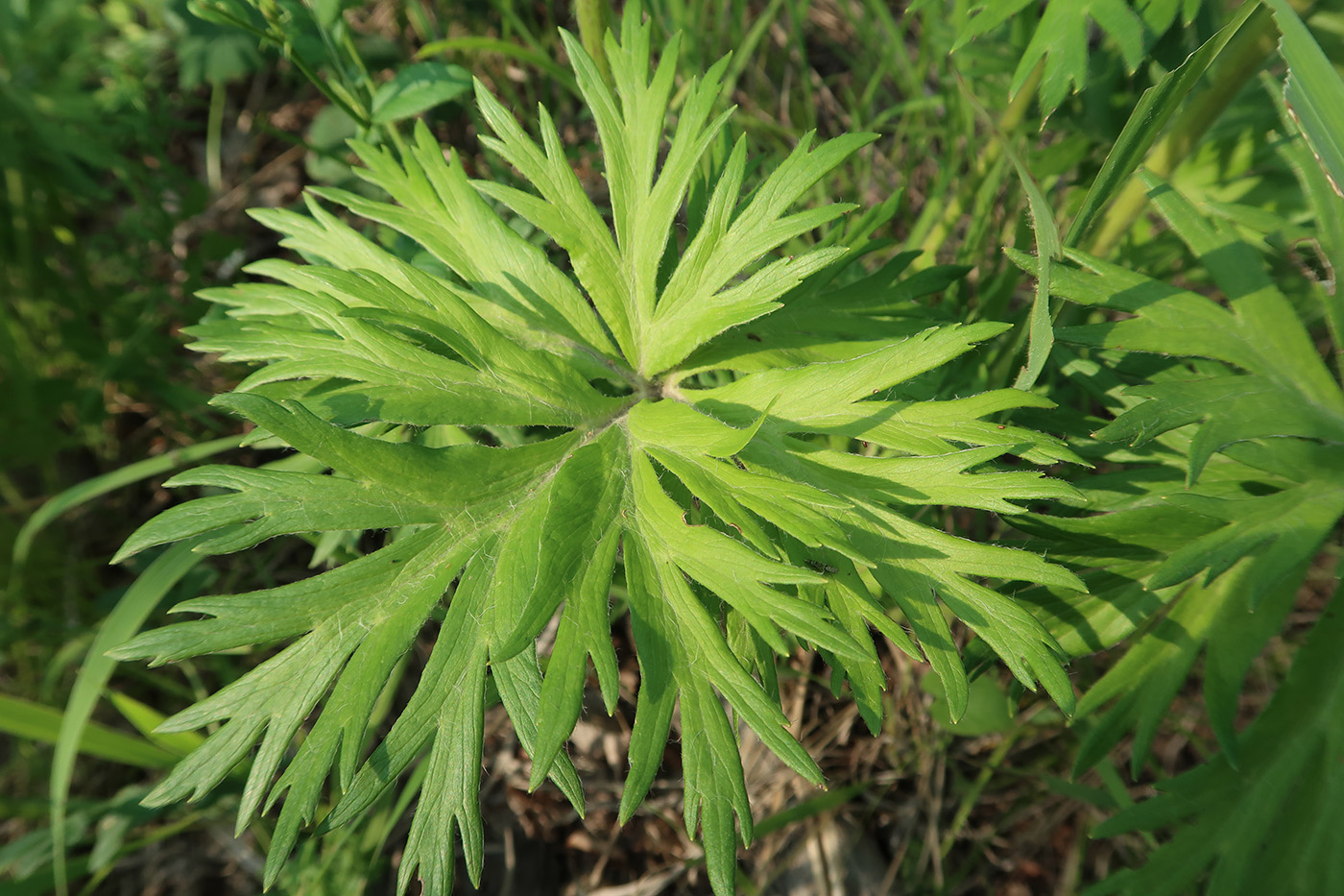 Изображение особи Anemonastrum crinitum.