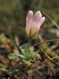 Anagallis tenella