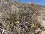 Crithmum maritimum. Цветущие и плодоносящие растения в сообществе с Sporobolus pungens и Limonium. Греция. Эгейское море, север о-ва Парос, национальный парк Св. Яниса Детис Колимбифрес; берег моря за Турецким пляжем (Τούρκου Άμμος παραλία). 28.10.2018.