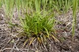 Carex ornithopoda