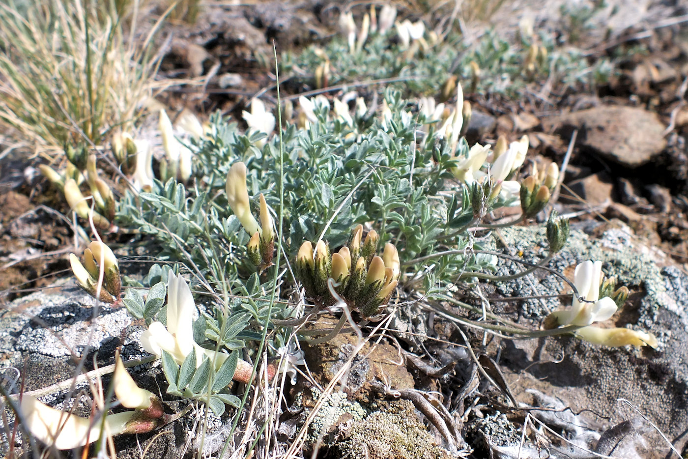 Image of Astragalus depauperatus specimen.