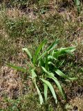 Plantago lanceolata. Цветущее растение. Польша, г. Варшава, газон. 07.07.2010.