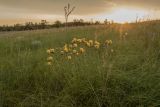 Centaurea orientalis