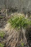 Carex appropinquata