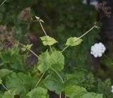 Valeriana alliariifolia. Верхушка отцветшего растения. Республика Адыгея, Майкопский р-н, Гранитный каньон р. Белая, средняя часть. 31 июля 2022 г.