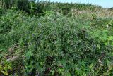 Vicia japonica