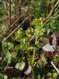 Chrysosplenium tetrandrum. Верхушка плодоносящего побега с раскрывшимися коробочками. Магаданская обл., Ольский р-н, окр. пгт Ола, бассейн р. Ола, р. Угликан, на моховой подушке около воды. 20.07.2021.