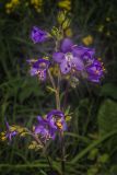 Polemonium caeruleum. Верхушка соцветия. Ленинградская обл., Гатчинский р-н, Пудостьское сельское поселение, обочина грунтовой дороги. 25.06.2016.