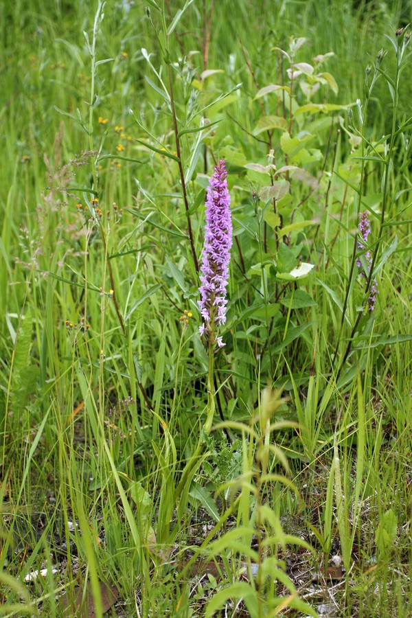 Изображение особи Gymnadenia densiflora.