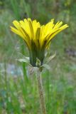 Taraxacum marklundii