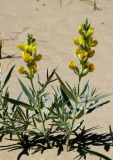 Thermopsis mongolica