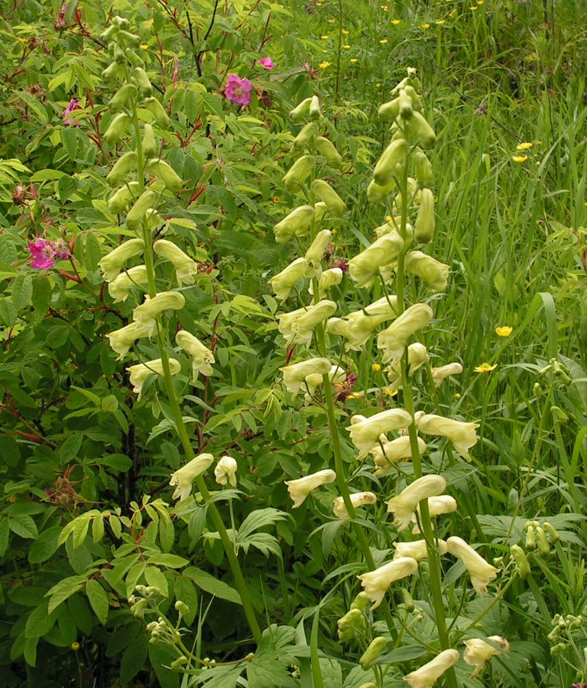 Изображение особи Aconitum umbrosum.