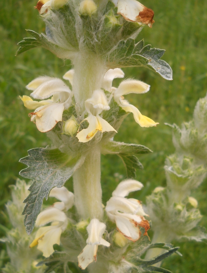 Изображение особи Phlomoides laciniata.