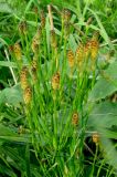 Equisetum ramosissimum