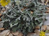 Achillea holosericea