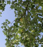 Liriodendron tulipifera