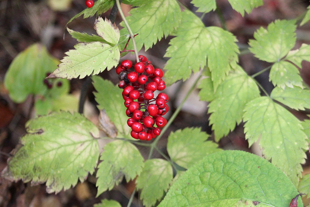 Изображение особи Actaea erythrocarpa.