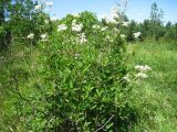 Clematis mandshurica