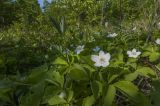 Anemone udensis