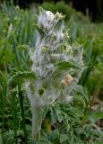 Phlomoides speciosa