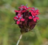 Dianthus stenopetalus