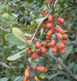 Berberis vulgaris. Побег с соплодиями. Кемеровская обл., г. Прокопьевск, в палисаднике. 26.08.2014.