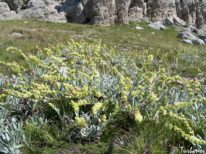 Изображение особи Sideritis catillaris.