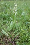 Platanthera bifolia