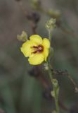 Verbascum sinuatum