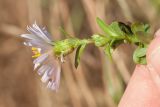 род Symphyotrichum. Верхушка побега с соцветием. Ленинградская обл., Кировский р-н, пос. Дачное, пойма р. Мга, злаковый луг. 04.10.2015.