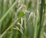 Avena sativa