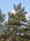 Pinus sylvestris