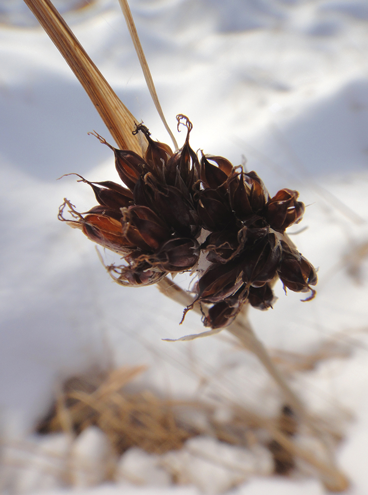 Изображение особи Juncus leucochlamys.