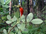 Rosa glabrifolia