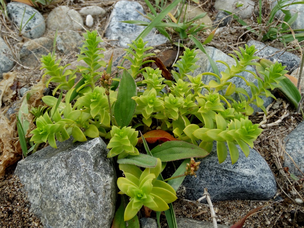 Изображение особи Honckenya peploides ssp. major.