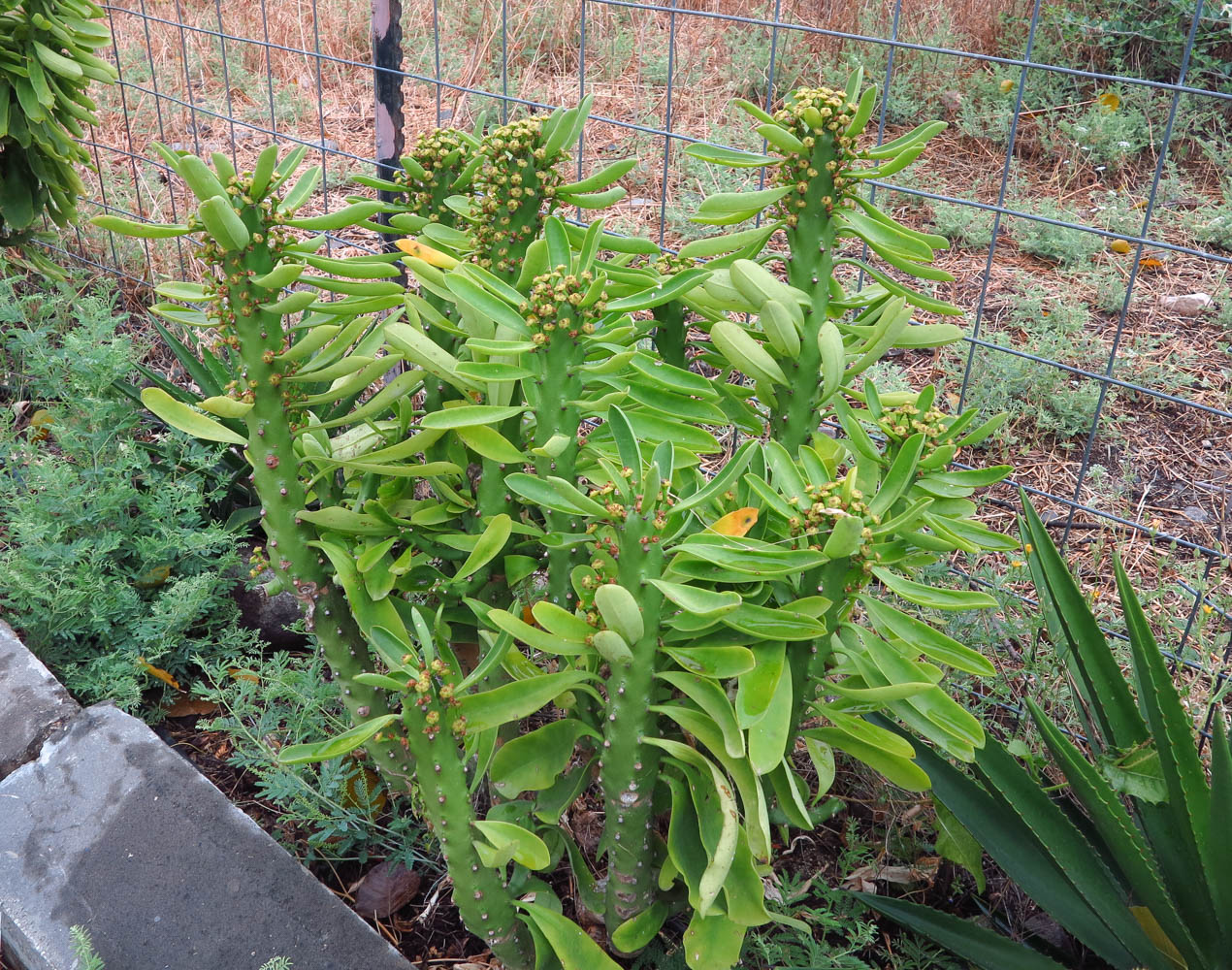 Изображение особи Euphorbia neriifolia.