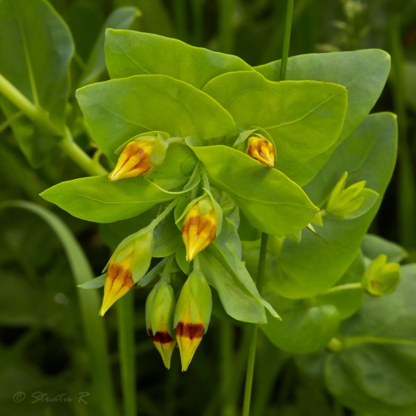 Image of Cerinthe minor specimen.