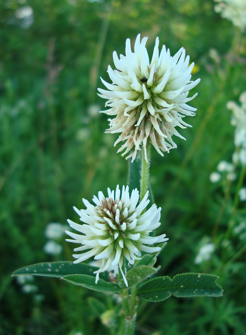 Изображение особи Trifolium montanum.