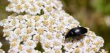 род Achillea. Часть общего соцветия с кормящимся пыльцеедом (Podonta). Крым, Керченский п-ов, Приазовье, Караларская степь. 31.05.2017.