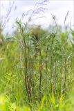 Artemisia campestris. Вегетирующие растения. Ленинградская обл., Ломоносовский р-н, окр. дер. Низино, берег Шингарского пруда, разнотравный луг. 25.06.2017.