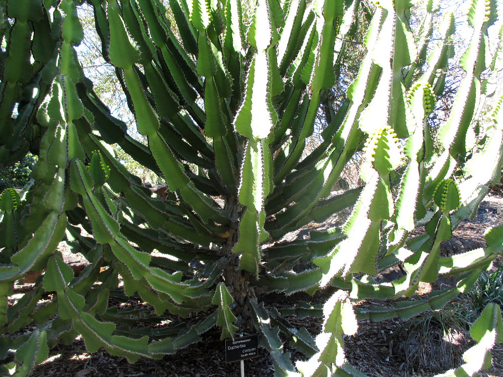 Изображение особи Euphorbia cooperi.