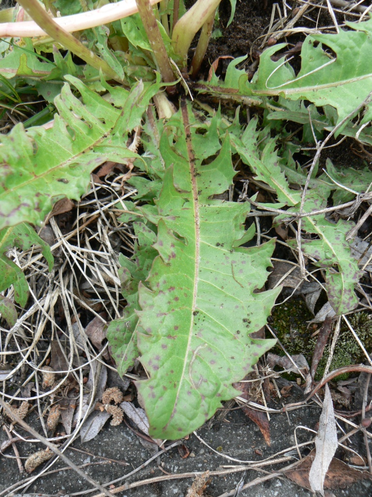 Изображение особи Taraxacum brassicifolium.