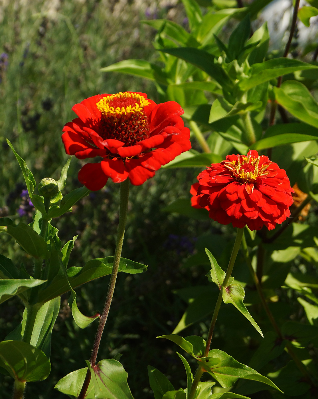 Изображение особи Zinnia elegans.