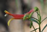 Lobelia laxiflora