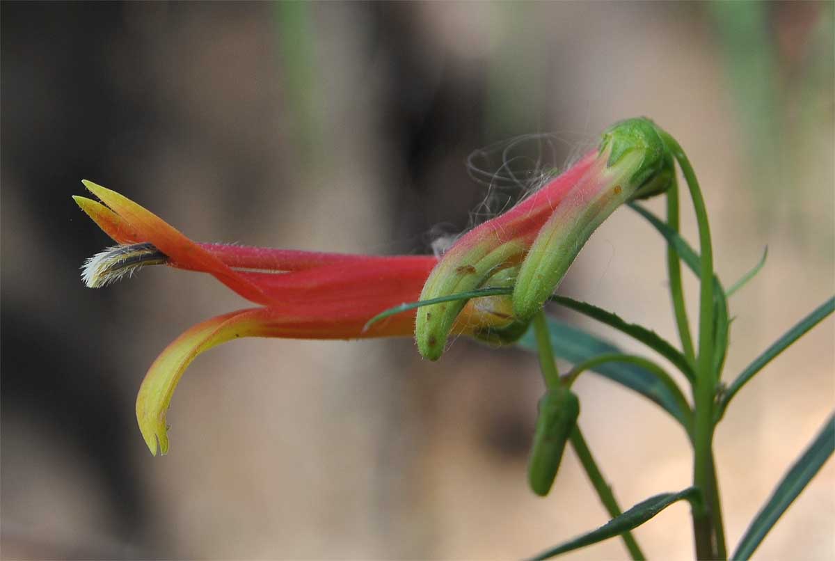 Изображение особи Lobelia laxiflora.