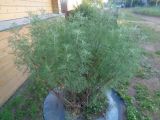 Artemisia abrotanum