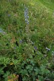 Delphinium speciosum. Цветущее растение. Республика Адыгея, Майкопский р-н, Кавказский биосферный заповедник, плато Лаго-Наки, северо-восточное подножие горы Блям, выс. 2184 м н.у.м., субальпийский луг. 28.07.2018.