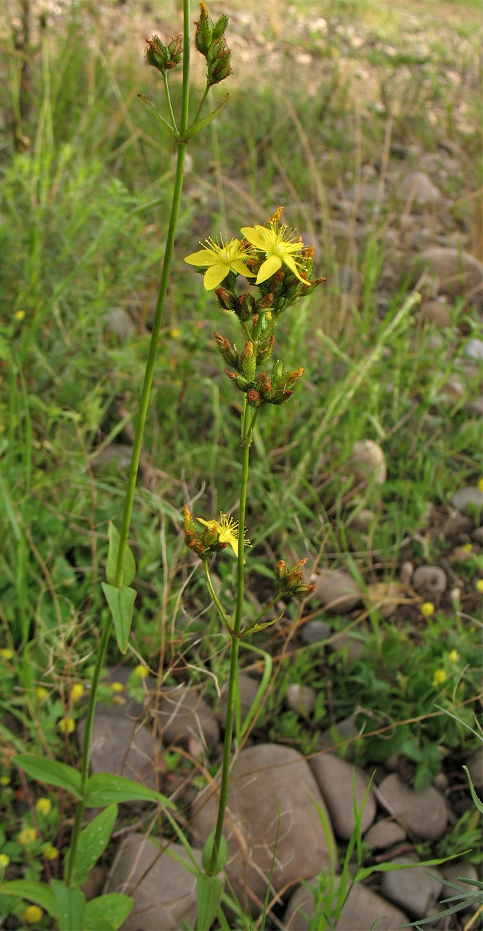 Изображение особи Hypericum montanum.