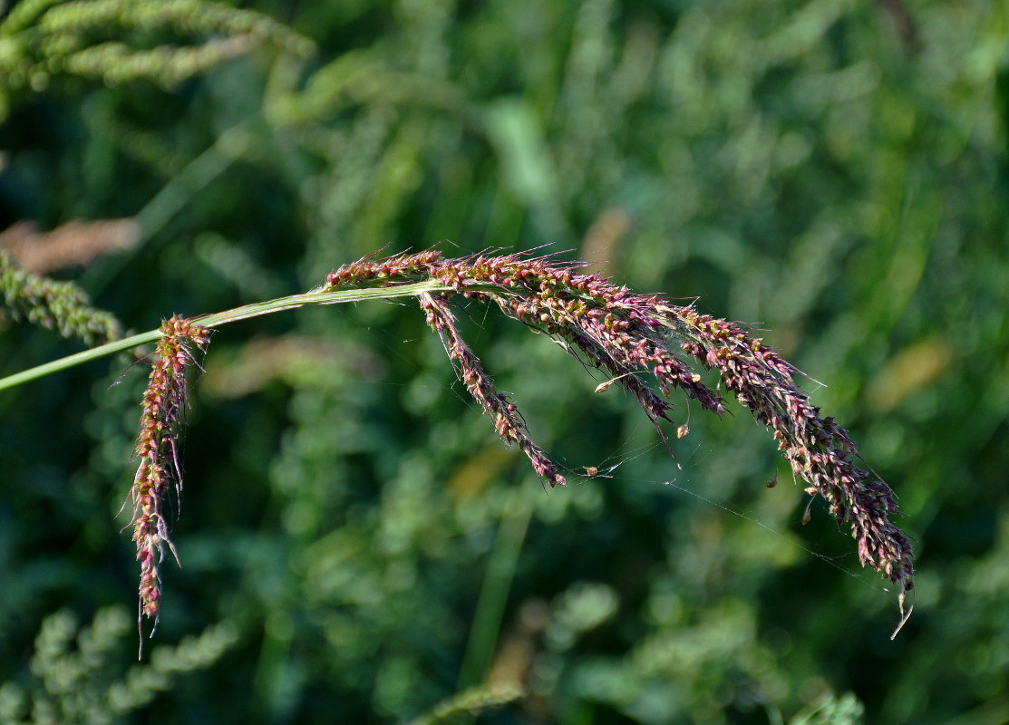 Изображение особи Echinochloa crus-galli.